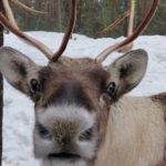 Nuuksio Reindeer Park_MAIN