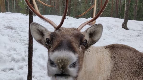 Nuuksio Reindeer Park_1