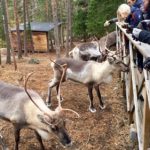 Nuuksio Reindeer Park_MAIN