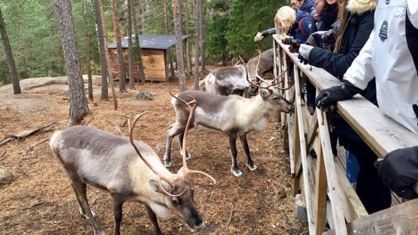 Nuuksio Reindeer Park_2