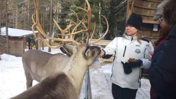 Nuuksio Reindeer Park_3