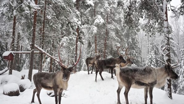 Nuuksio Reindeer Park_6