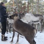 Nuuksio Reindeer Park_MAIN