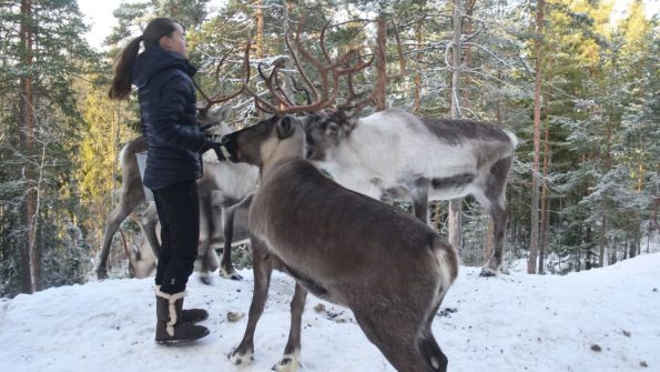 Nuuksio Reindeer Park_7