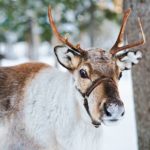 Nuuksio Reindeer Park_MAIN