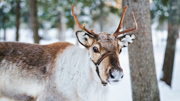 Nuuksio Reindeer Park_MAIN