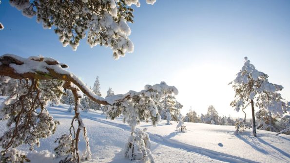 3-h Forest Skiing_5