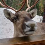 Helsinki Highlights and Nuuksio Reindeer Park_MAIN