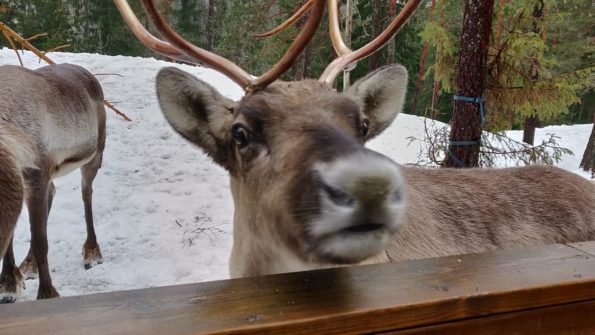 Helsinki Highlights and Nuuksio Reindeer Park_5