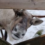 Helsinki Highlights and Nuuksio Reindeer Park_MAIN