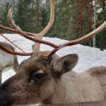 Helsinki Highlights and Nuuksio Reindeer Park_MAIN