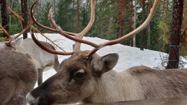 Helsinki Highlights and Nuuksio Reindeer Park_7