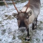 Helsinki Highlights and Nuuksio Reindeer Park_MAIN