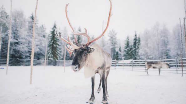 Husky and Reindeer Safari_1