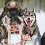 Husky and Reindeer Safari_MAIN