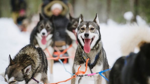 Husky and Reindeer Safari_10