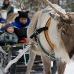 Husky and Reindeer Safari_MAIN