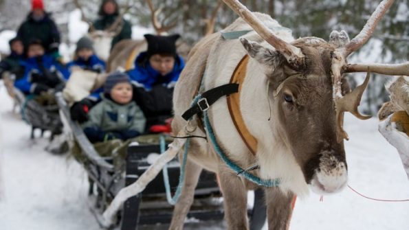 Husky and Reindeer Safari_4