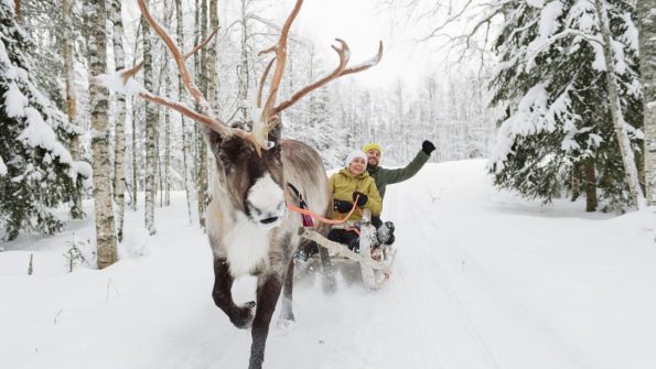 Husky and Reindeer Safari_5