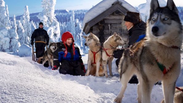 Husky and Reindeer Safari_6