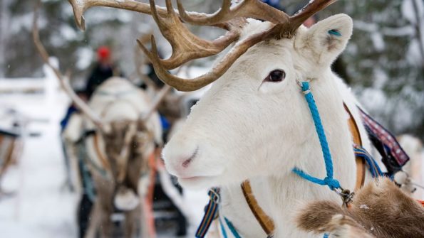 Husky and Reindeer Safari_MAIN