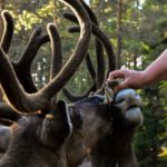 Nuuksio Reindeer Park (Private tour)_MAIN