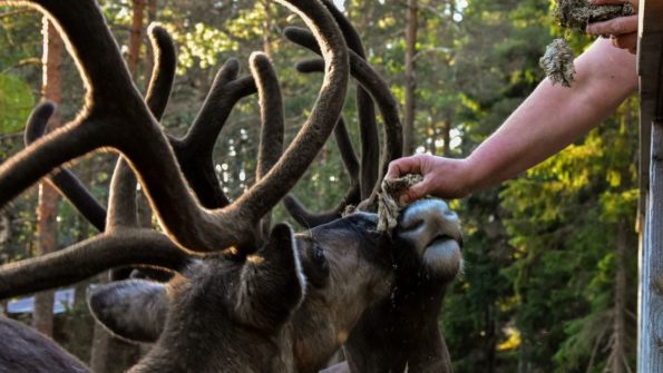 Nuuksio Reindeer Park (Private tour)_1