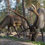 Nuuksio Reindeer Park (Private tour)_MAIN