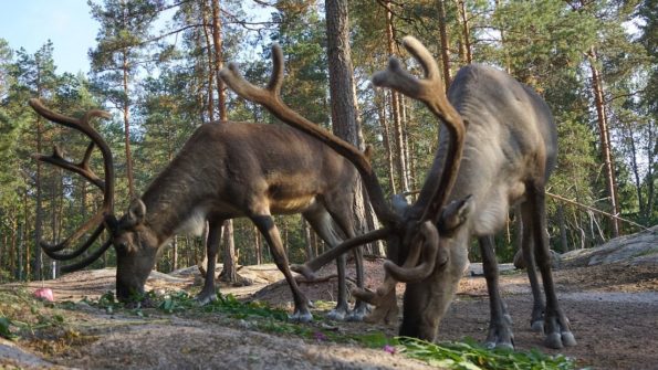 Nuuksio Reindeer Park (Private tour)_3