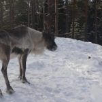 Nuuksio Reindeer Park (Private tour)_MAIN