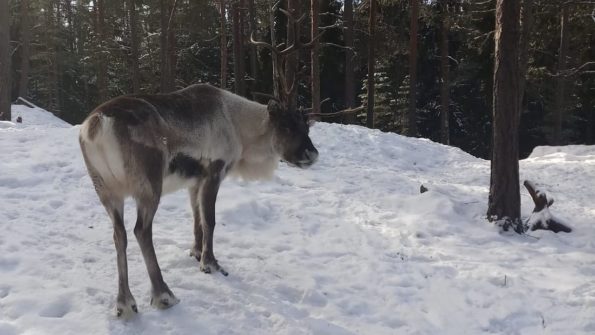 Nuuksio Reindeer Park (Private tour)_4