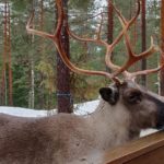 Nuuksio Reindeer Park (Private tour)_MAIN