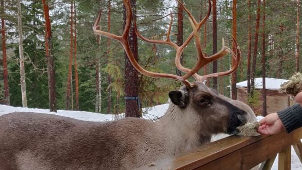 Nuuksio Reindeer Park (Private tour)_5