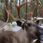 Nuuksio Reindeer Park (Private tour)_MAIN