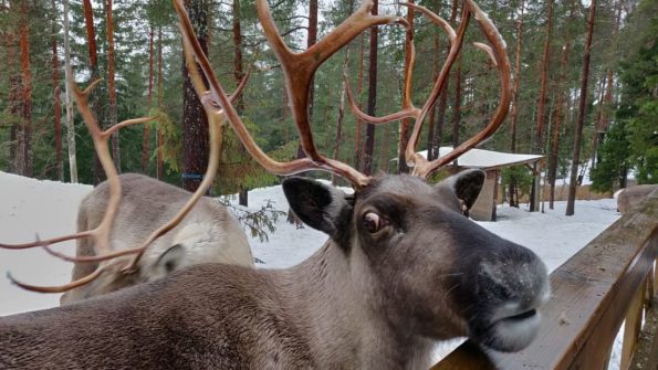 Nuuksio Reindeer Park (Private tour)_MAIN