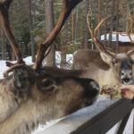 Nuuksio Reindeer Park_MAIN