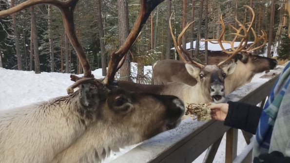 Nuuksio Reindeer Park_1