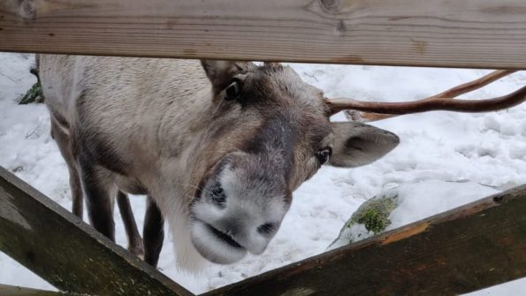 Nuuksio Reindeer Park_2