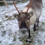 Nuuksio Reindeer Park_MAIN