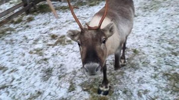 Nuuksio Reindeer Park_5