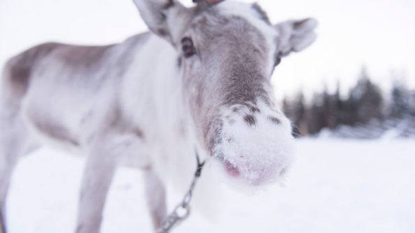 Reindeer Farm Visit_1