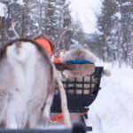 Reindeer Farm Visit_MAIN