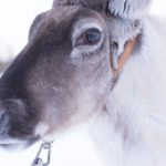Reindeer Farm Visit_MAIN