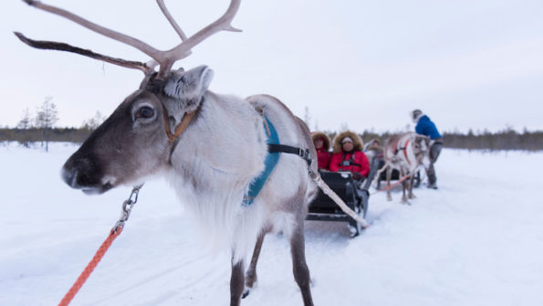 Reindeer Farm Visit_4