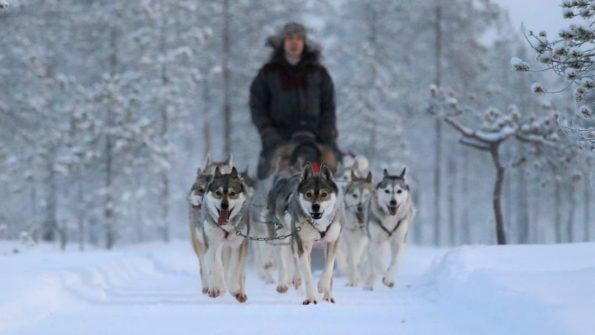 Self-Driven Husky Safari_1