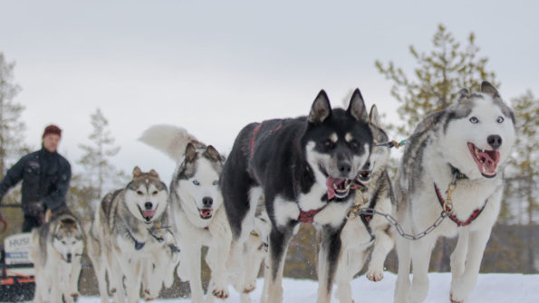 Self-Driven Husky Safari_2