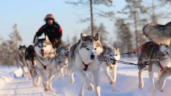 Self-Driven Husky Safari_5