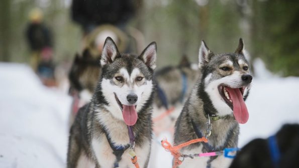 Snowmobile, Husky Safari_10