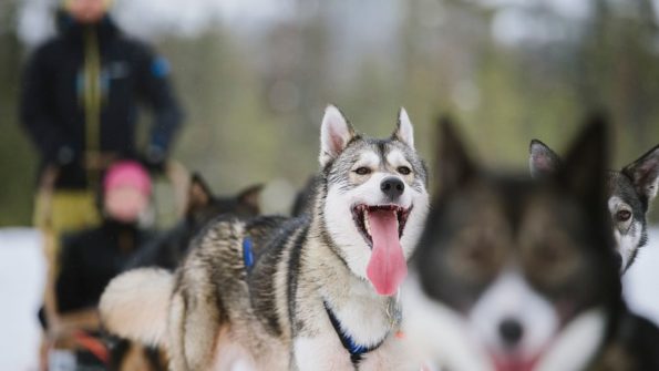 Snowmobile, Husky Safari_11