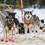 Snowmobile, Husky Safari_MAIN